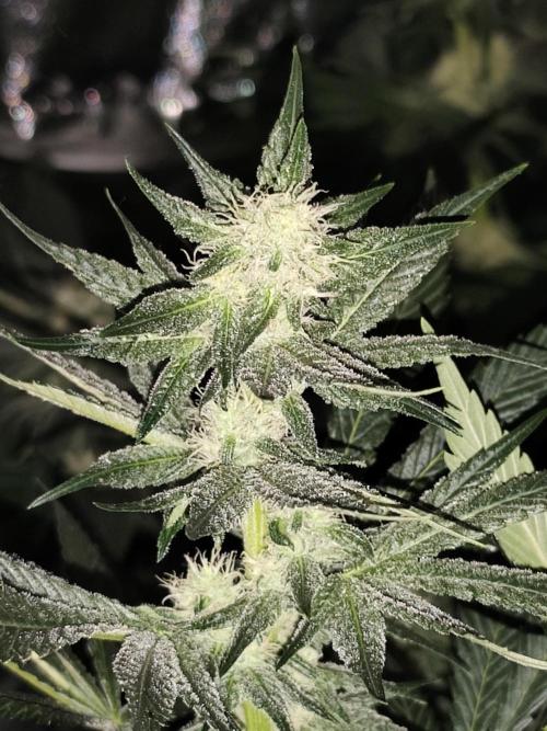 24K Feminized. Week 7