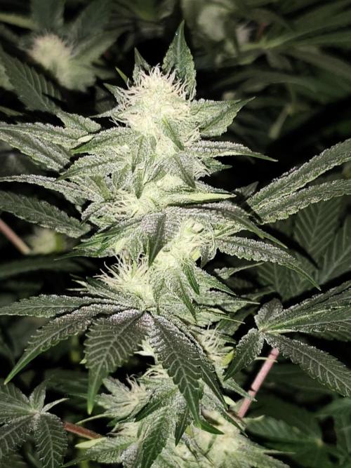 Sweetopia 🍭 paradise seeds. Week 7