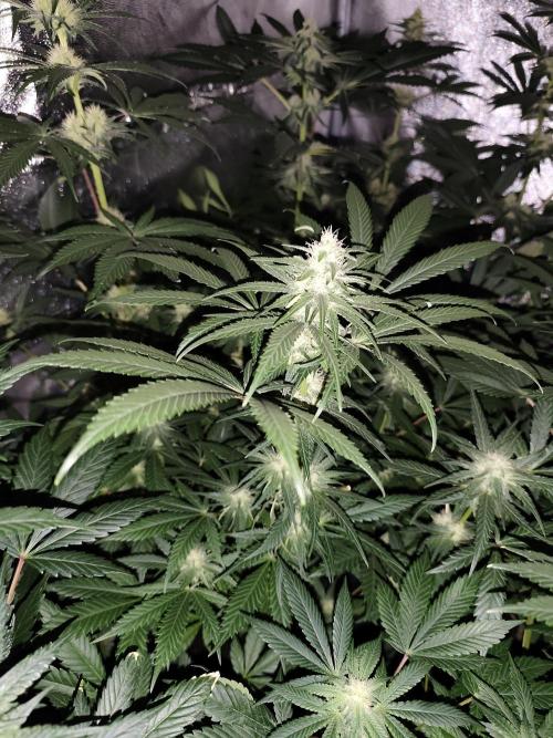 Sweetopia 🍭 paradise seeds. Week 7