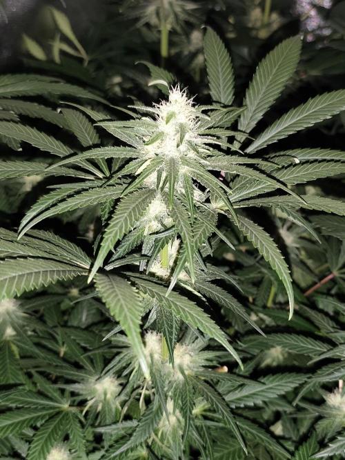 Sweetopia 🍭 paradise seeds. Week 7