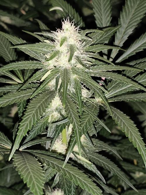 Sweetopia 🍭 paradise seeds. Week 7