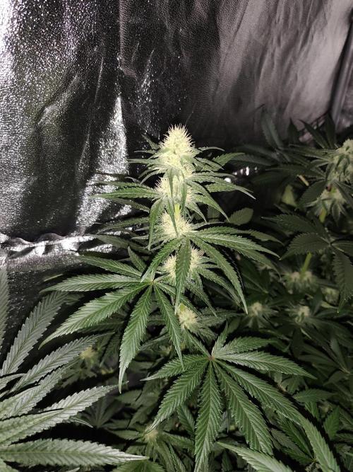 Purple Mintz 💜. Week 7
