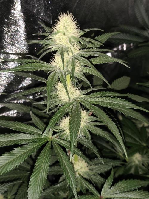 Purple Mintz 💜. Week 7