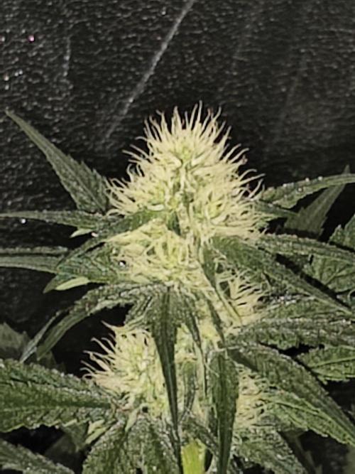 Purple Mintz 💜. Week 7