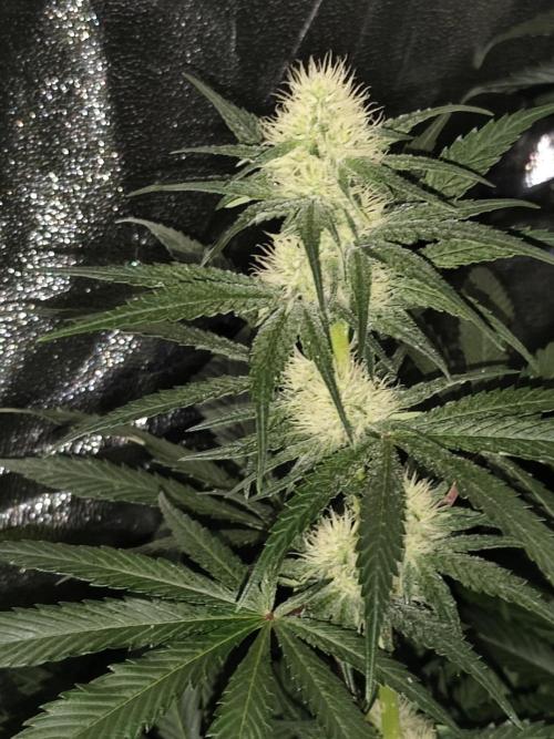Purple Mintz 💜. Week 7