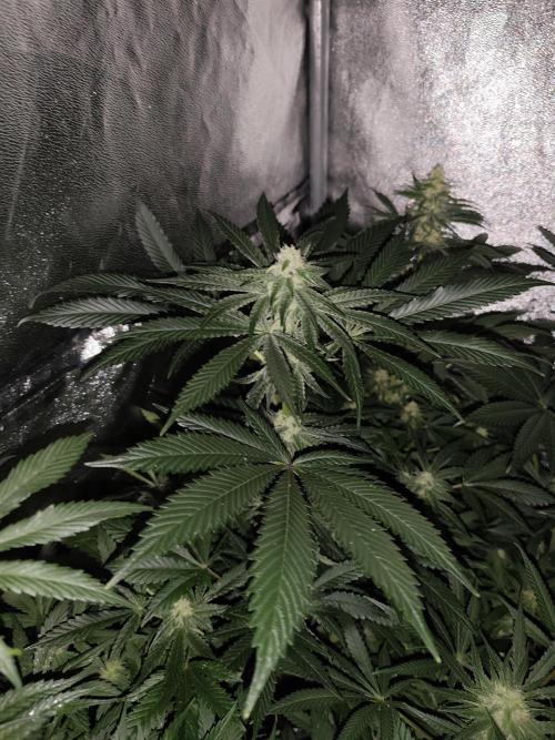 Spliff Seeds Gelato. Week 7