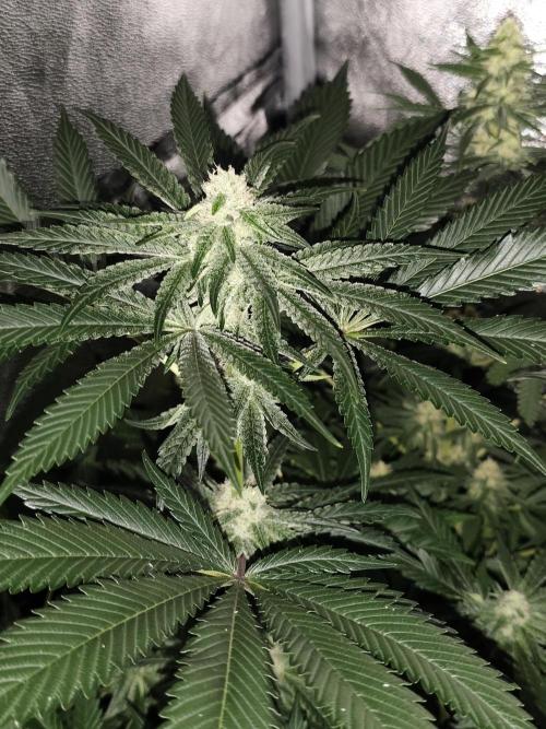 Spliff Seeds Gelato. Week 7