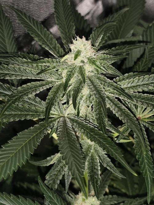 Spliff Seeds Gelato. Week 7