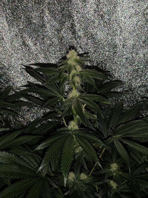 Spliff Seeds Girl Scout Cookies. Week 7