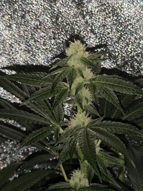 Spliff Seeds Girl Scout Cookies. Week 7