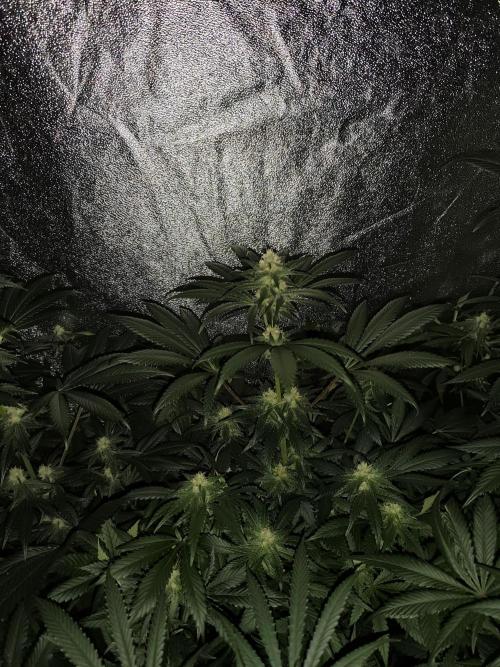 Spliff Seeds Girl Scout Cookies. Week 7