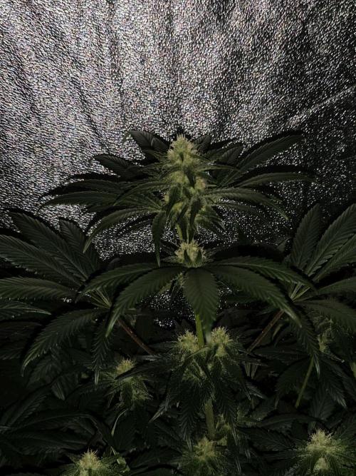 Spliff Seeds Girl Scout Cookies. Week 7