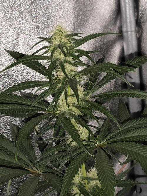 Seeds Genetics - Gorilla Glue. Week 7