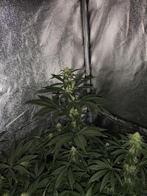 Seeds Genetics - Gorilla Glue. Week 7