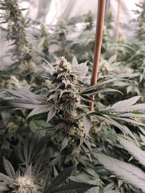 Seeds Genetics - Gorilla Glue. Week 8