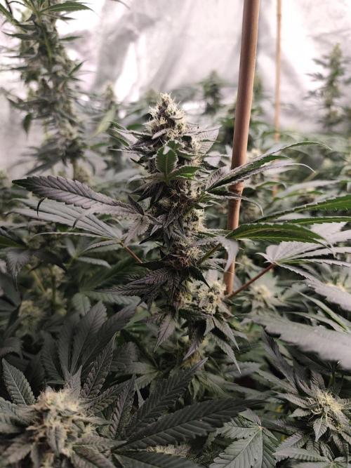 Seeds Genetics - Gorilla Glue. Week 8