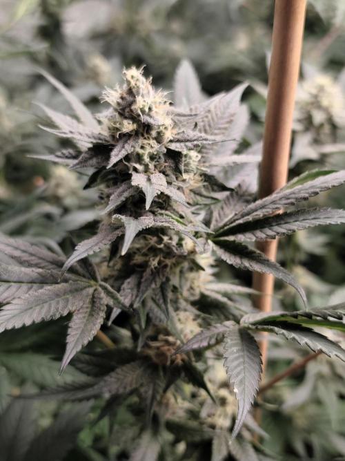 Seeds Genetics - Gorilla Glue. Week 8