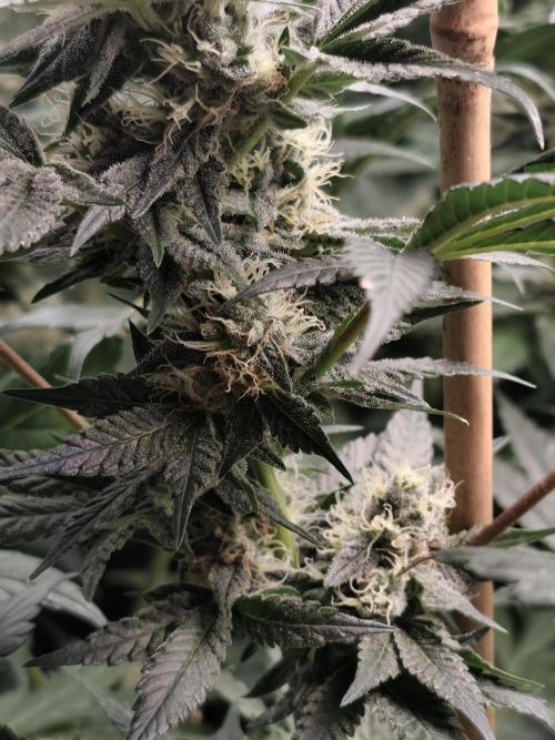 Seeds Genetics - Gorilla Glue. Week 8