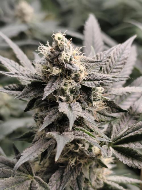 Seeds Genetics - Gorilla Glue. Week 8