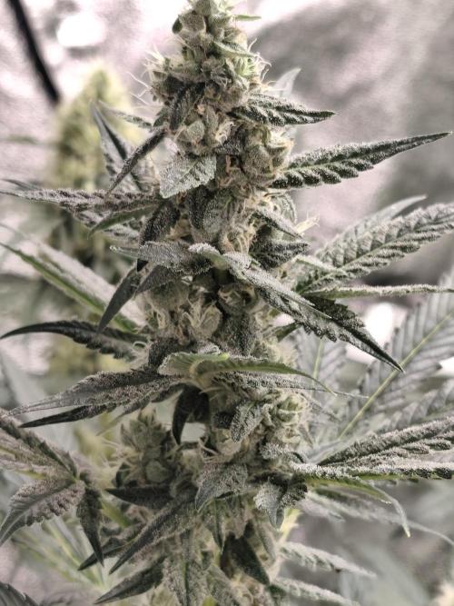Seeds Genetics - Gorilla Glue. Week 8