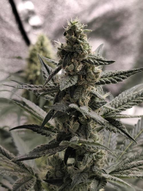 Seeds Genetics - Gorilla Glue. Week 8