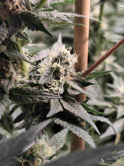 Seeds Genetics - Gorilla Glue. Week 8