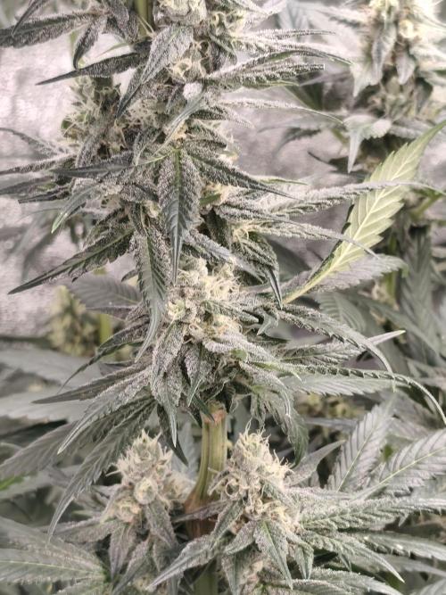 Seeds Genetics - Gorilla Glue. Week 8
