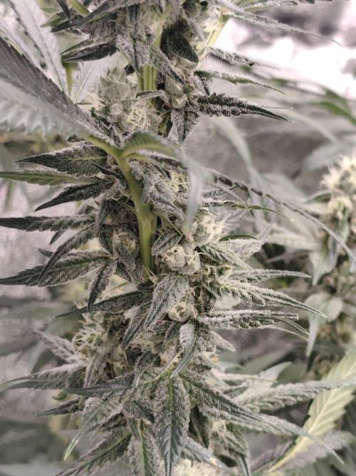 Seeds Genetics - Gorilla Glue. Week 8