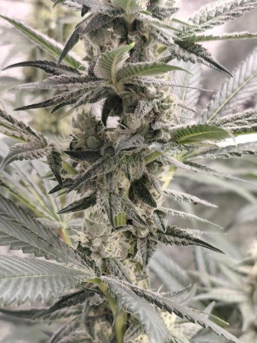 Seeds Genetics - Gorilla Glue. Week 8