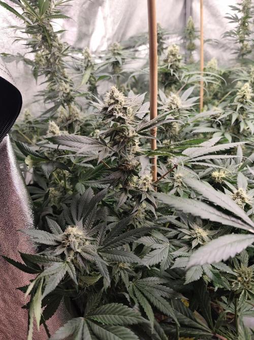 Seeds Genetics - Gorilla Glue. Week 8