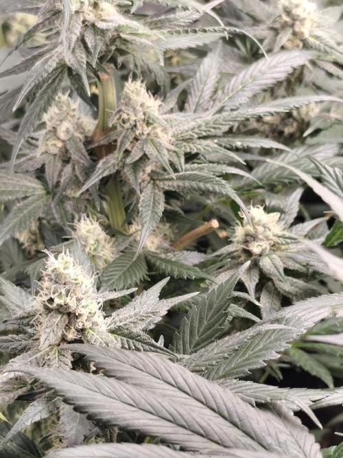Seeds Genetics - Gorilla Glue. Week 8