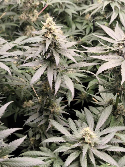Spliff Seeds Girl Scout Cookies. Week 8
