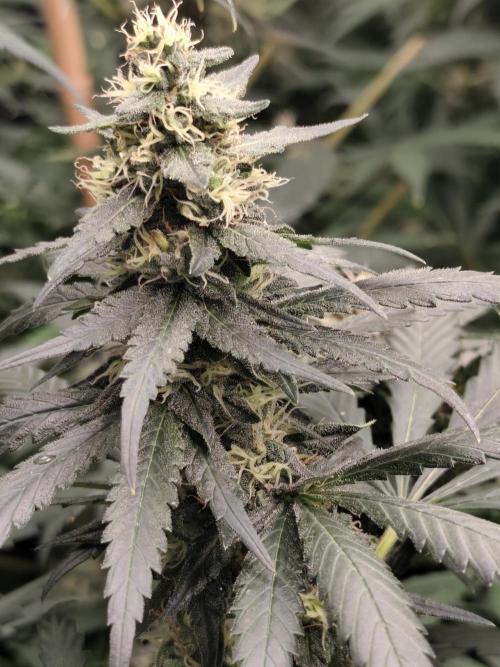 Spliff Seeds Girl Scout Cookies. Week 8