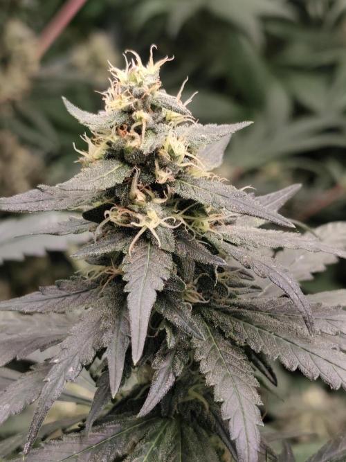 Spliff Seeds Girl Scout Cookies. Week 8