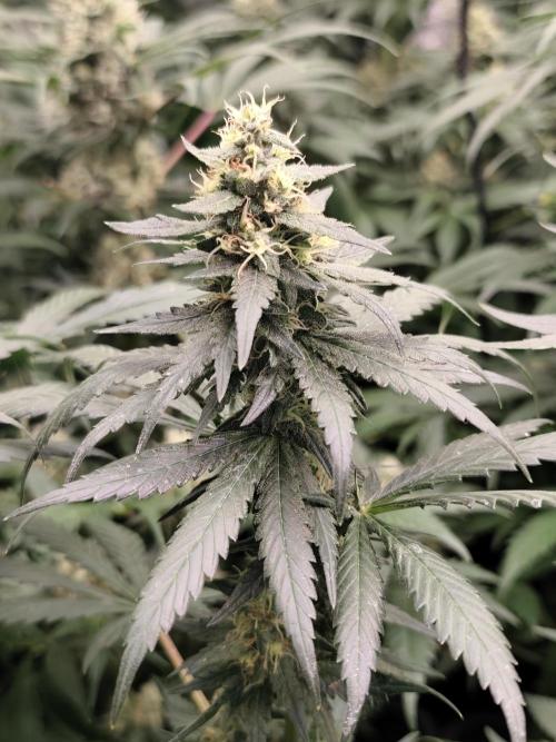 Spliff Seeds Girl Scout Cookies. Week 8