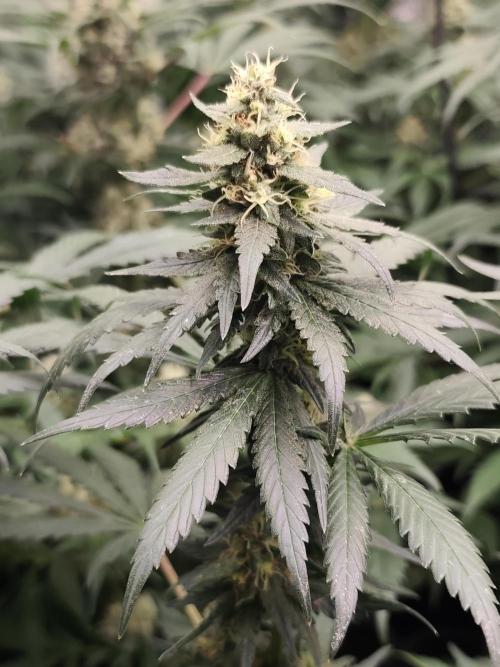 Spliff Seeds Girl Scout Cookies. Week 8