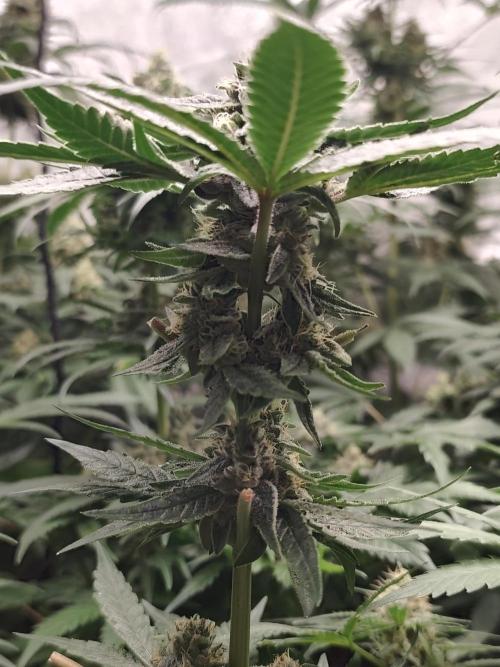 Spliff Seeds Girl Scout Cookies. Week 8