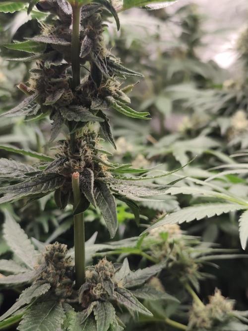 Spliff Seeds Girl Scout Cookies. Week 8