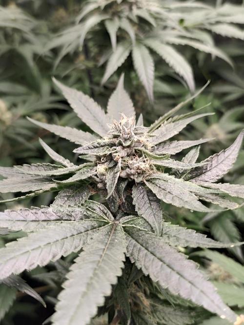 Spliff Seeds Girl Scout Cookies. Week 8