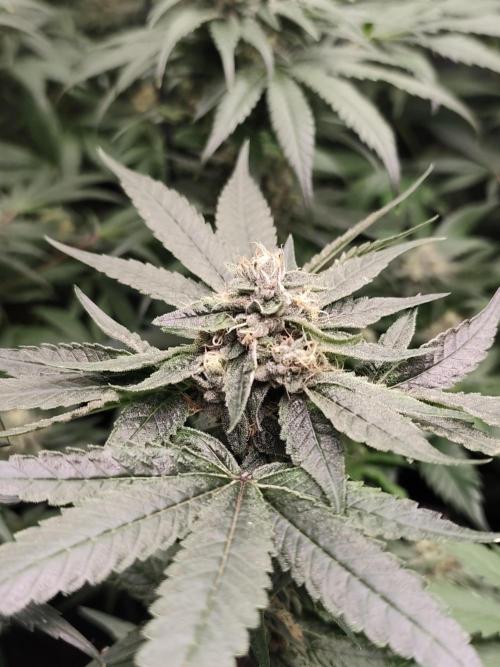 Spliff Seeds Girl Scout Cookies. Week 8