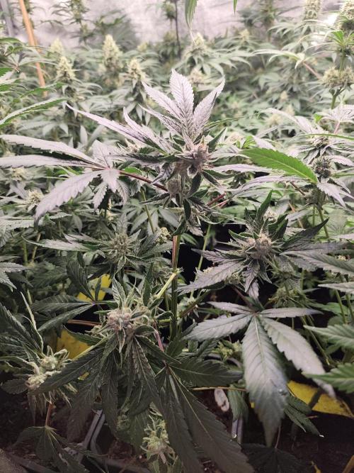 Spliff Seeds Girl Scout Cookies. Week 8