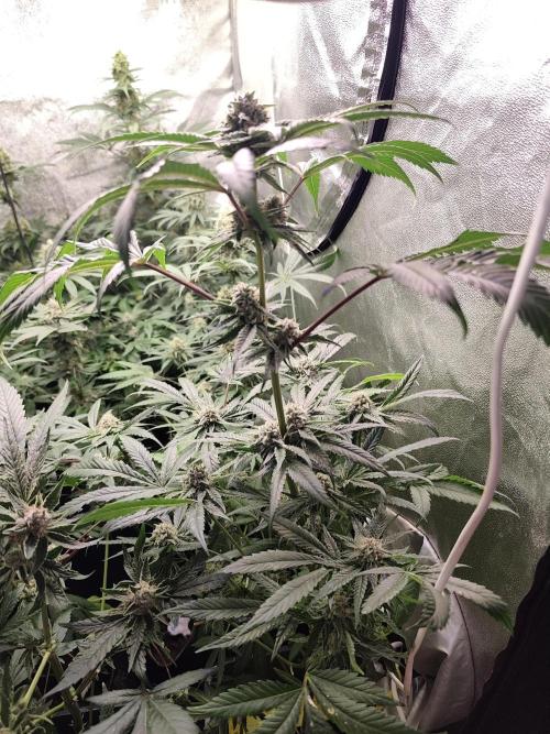 Spliff Seeds Girl Scout Cookies. Week 8