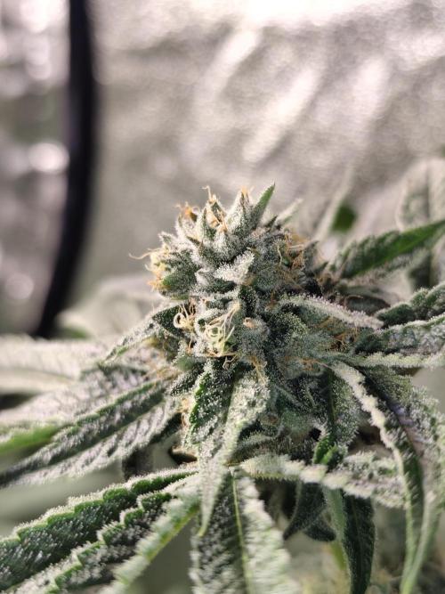 Spliff Seeds Girl Scout Cookies. Week 8