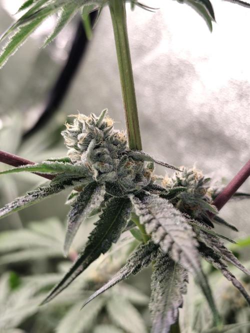 Spliff Seeds Girl Scout Cookies. Week 8