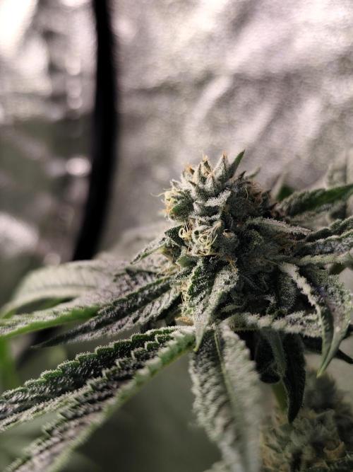 Spliff Seeds Girl Scout Cookies. Week 8