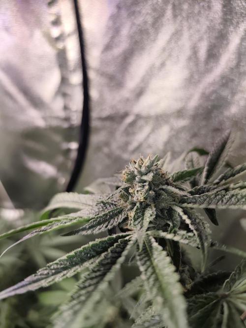 Spliff Seeds Girl Scout Cookies. Week 8