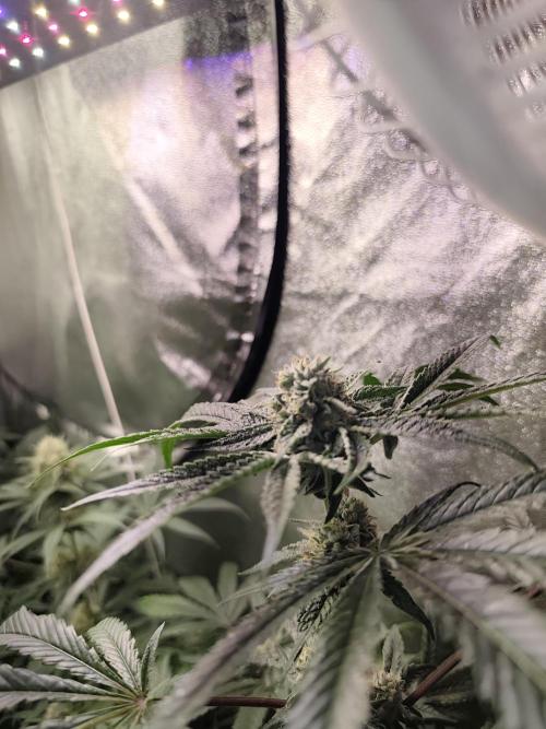 Spliff Seeds Girl Scout Cookies. Week 8