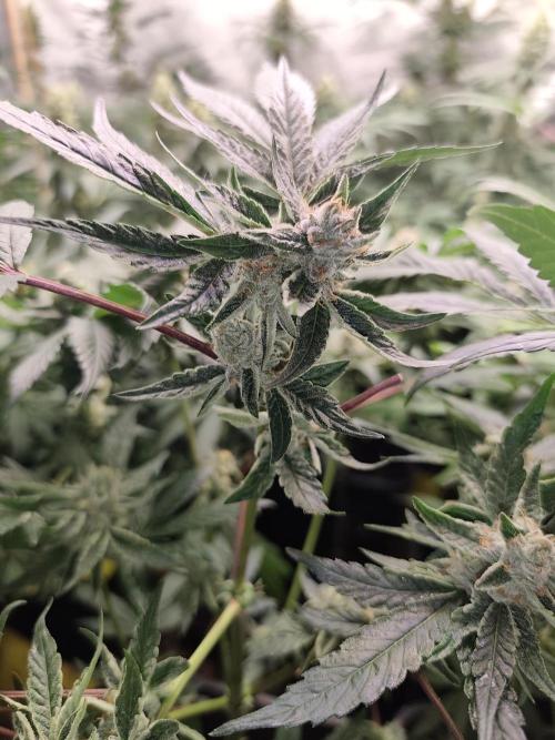 Spliff Seeds Girl Scout Cookies. Week 8