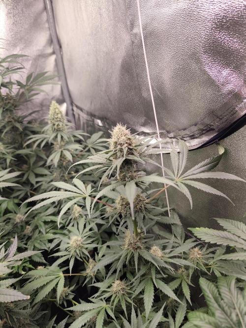Spliff Seeds Gelato. Week 8
