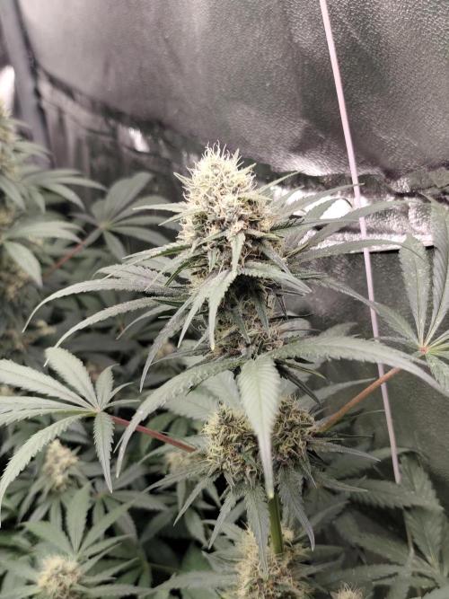 Spliff Seeds Gelato. Week 8